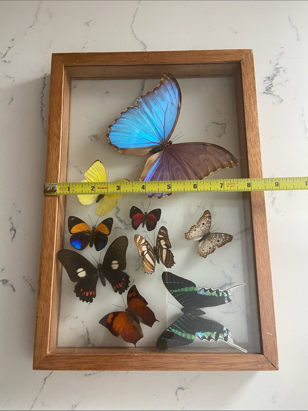 Vintage Real Butterfly Specimen Shadow Box Blue Morpho Wood Frame - Picture 4 of 12